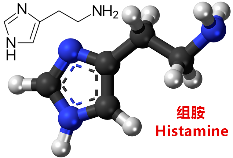 组胺的化学结构及球棍模型